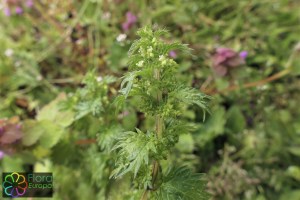 Urtica urens.jpg_product